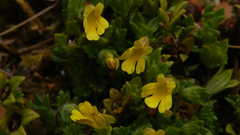 Euphrasia cockayneana