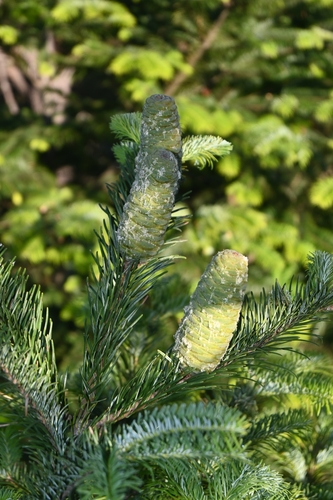 Image of Abies jaliscana by (c) Dante S. Figueroa, some rights reserved (CC BY-SA)
