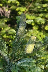 Abies jaliscana