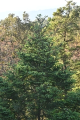 Abies jaliscana