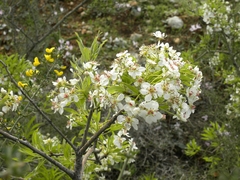 Pyrus syriaca
