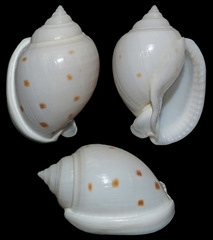 Semicassis bisulcata