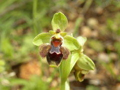 Ophrys umbilicata flavomarginata