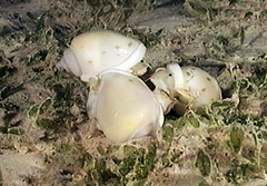 Semicassis bisulcata