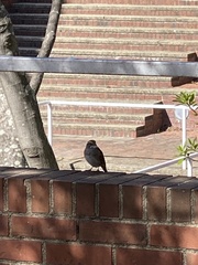 Zonotrichia albicollis