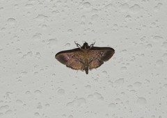 Microthyris prolongalis