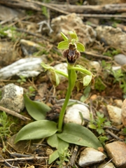 Ophrys umbilicata flavomarginata
