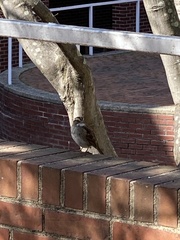 Zonotrichia albicollis