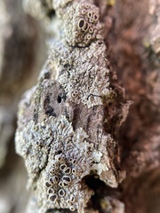 Hyperphyscia syncolla