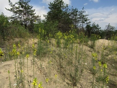 Erysimum canum