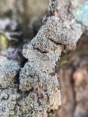 Hyperphyscia syncolla