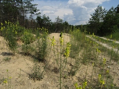 Erysimum canum