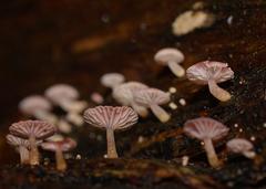 Mycena roseoflava
