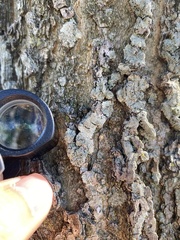 Hyperphyscia syncolla