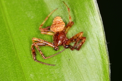 Verrucosa scapofracta