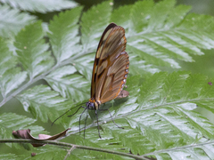 Athesis clearista