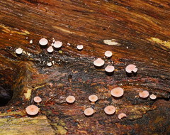 Mycena roseoflava