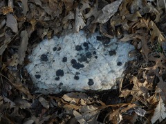 Lichenothelia