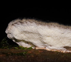 Postia pelliculosa