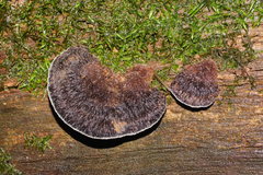 Postia pelliculosa