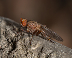 Scoliocentra tincta