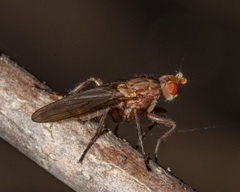 Scoliocentra tincta