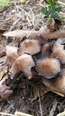Coprinellus truncorum