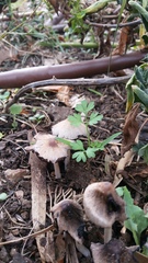 Coprinellus truncorum