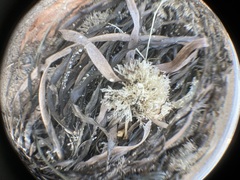 Bugulidae