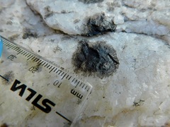 Lichenothelia