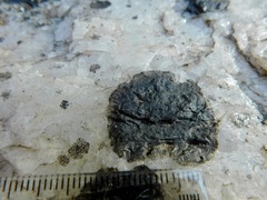 Lichenothelia