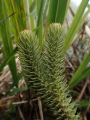 Phlegmariurus hystrix