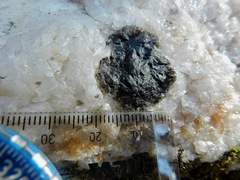 Lichenothelia