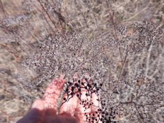 Eriogonum multiflorum