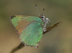 Callophrys dumetorum dumetorum