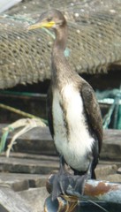 Phalacrocorax fuscicollis