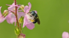 Ceratina floridana