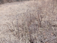 Eriogonum multiflorum
