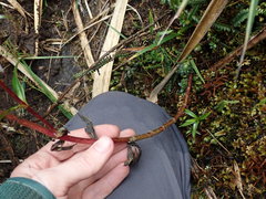 Gentianella splendens