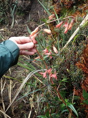 Gentianella splendens