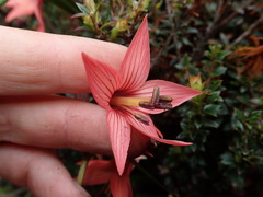 Gentianella splendens