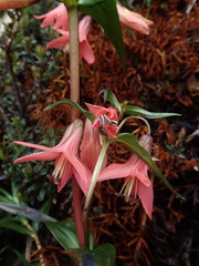Gentianella splendens