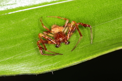 Verrucosa scapofracta