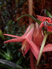 Gentianella splendens