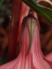 Gentianella splendens