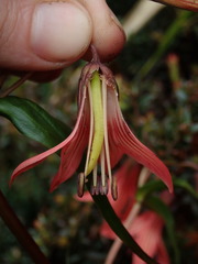 Gentianella splendens