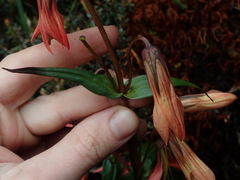 Gentianella splendens