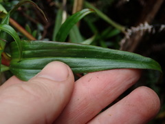 Gentianella splendens