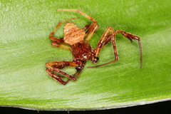 Verrucosa scapofracta