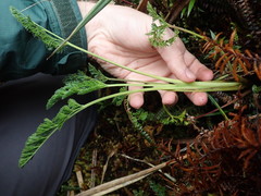 Niphogeton glaucescens